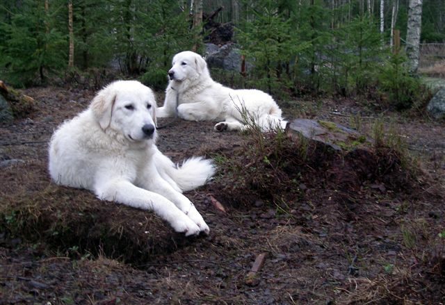 Kaksi maremmanoa metsässä